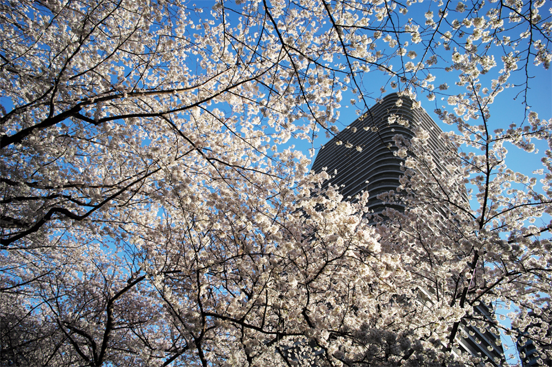 リバーシティー