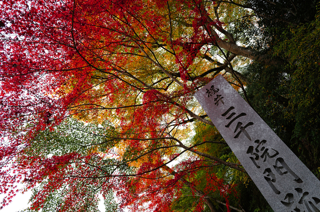 京都紅葉(4)