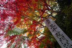 京都紅葉(4)