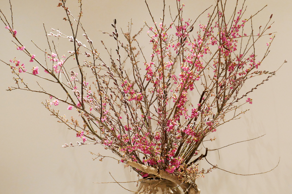 寒桜&城桜
