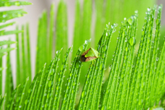 水遊び