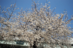 日本橋のサクラ