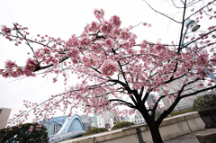 永代橋大寒桜