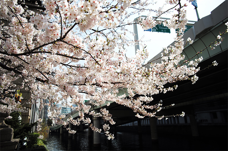 日本橋川のサクラ