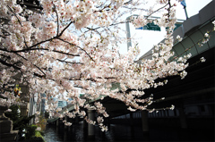 日本橋川のサクラ