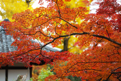 レッド&イエロー