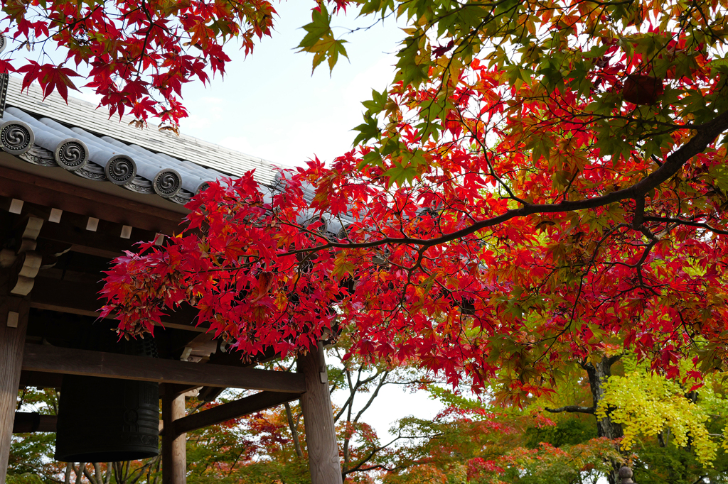 京都紅葉