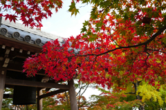 京都紅葉