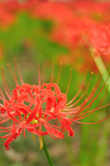 曼珠沙華