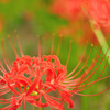 曼珠沙華