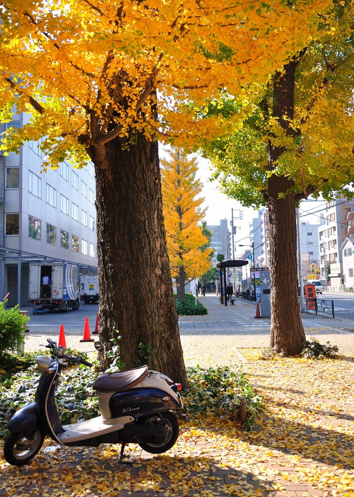 都会の紅葉　～3～