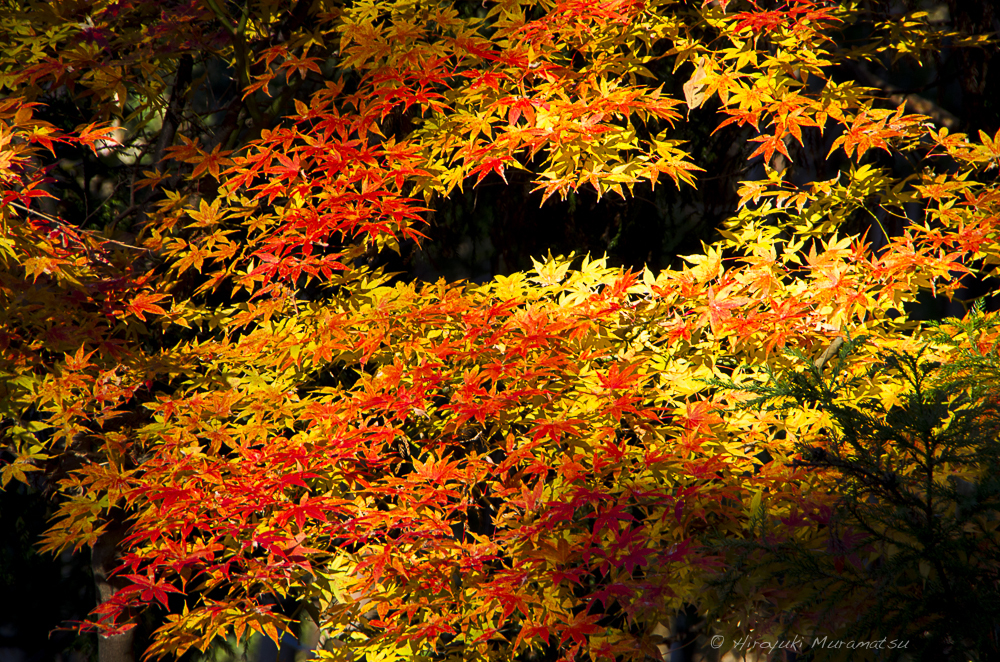 紅葉の高尾山