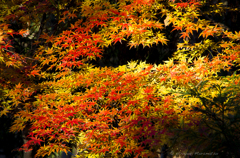 紅葉の高尾山