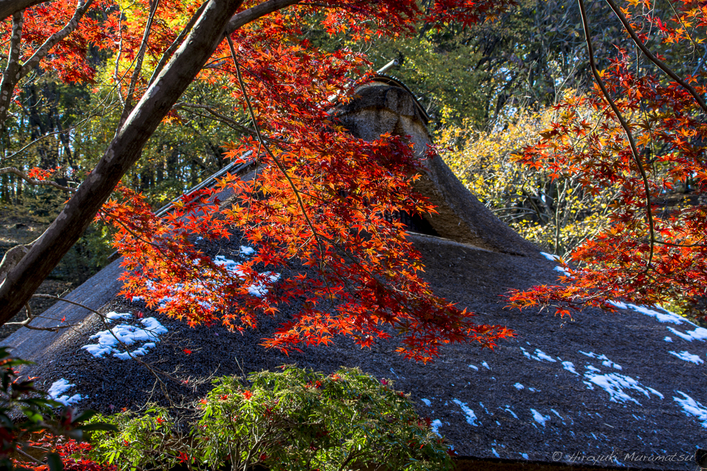 地元の紅葉