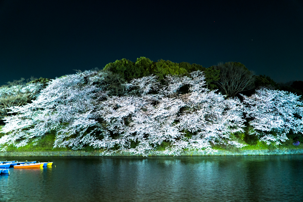千鳥ヶ淵