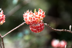 神代植物園