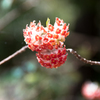 神代植物園