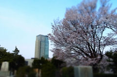 桜　青山墓地