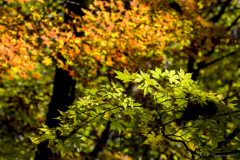 滝子山