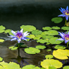 熱帯睡蓮