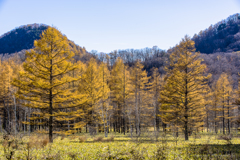 唐松紅葉　小田代ケ原