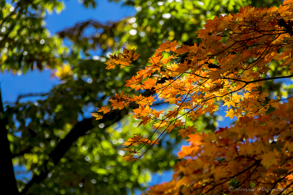 滝子山の紅葉