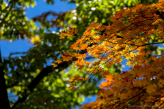 滝子山の紅葉