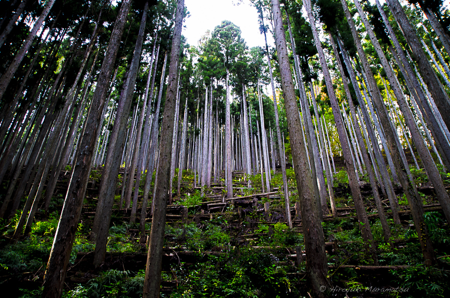 川苔山