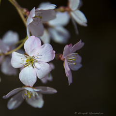 六義園の桜