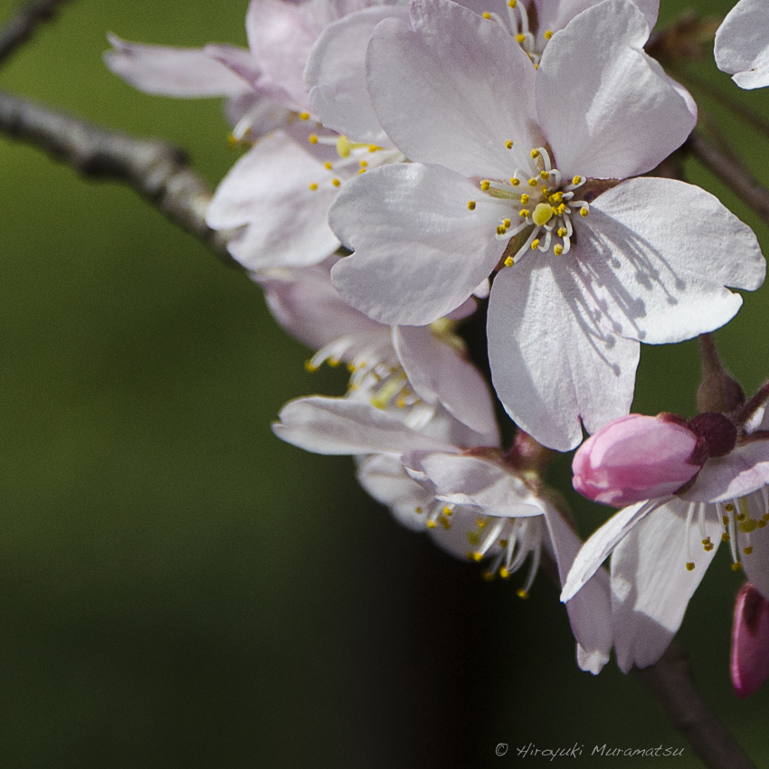 六義園の桜