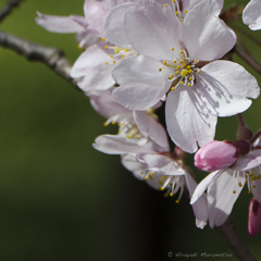 六義園の桜