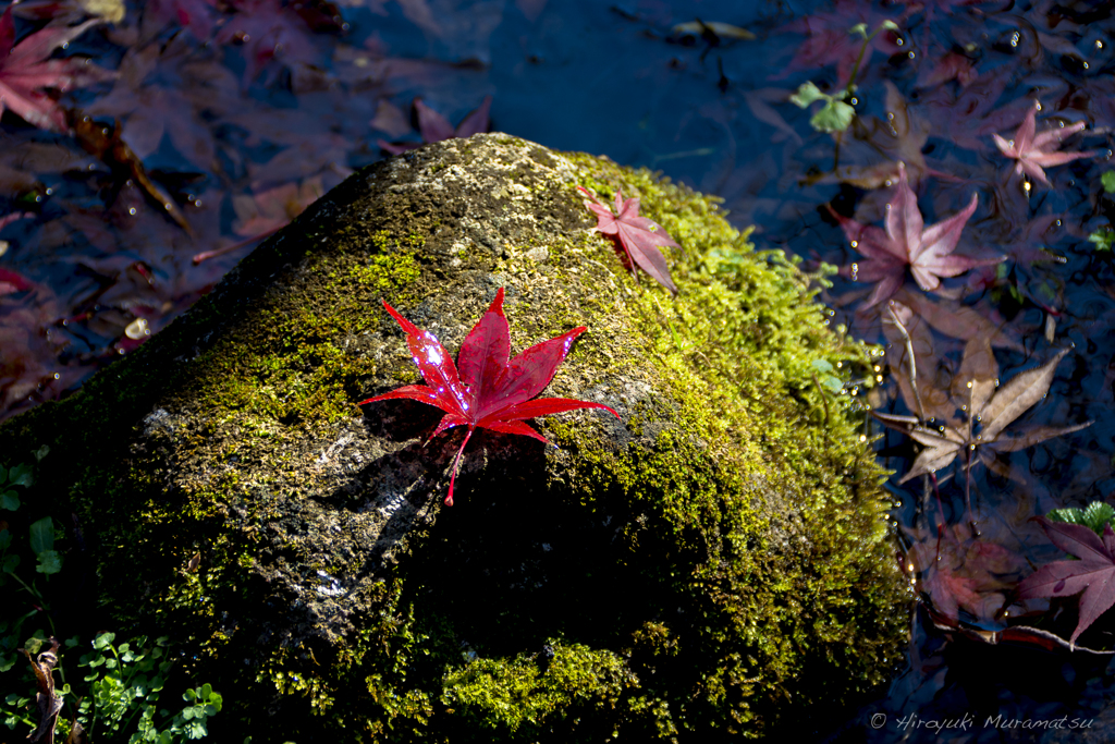 地元の紅葉