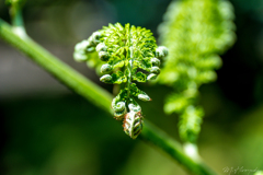 神代植物園　温室
