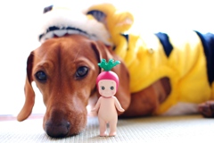 わんこ