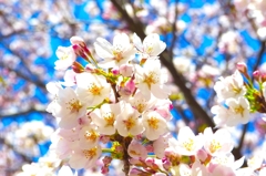 桜