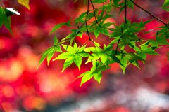 地元の紅葉