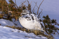 立山雷鳥