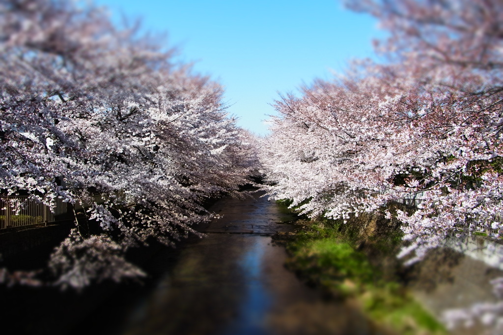 桜　恩田川