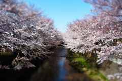 桜　恩田川