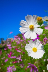 秋桜
