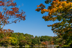 19年11月09日0231_昭和記念公園_現像