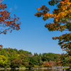 19年11月09日0231_昭和記念公園_現像