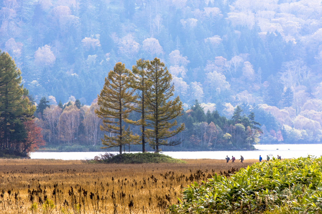 大江湿原の唐松