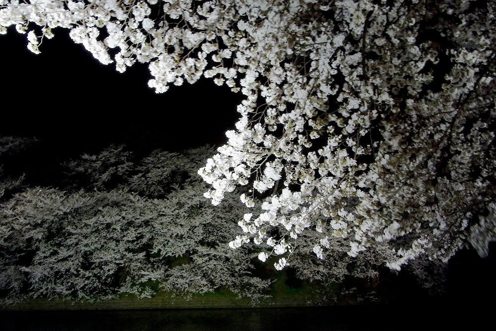 桜　千鳥ヶ淵