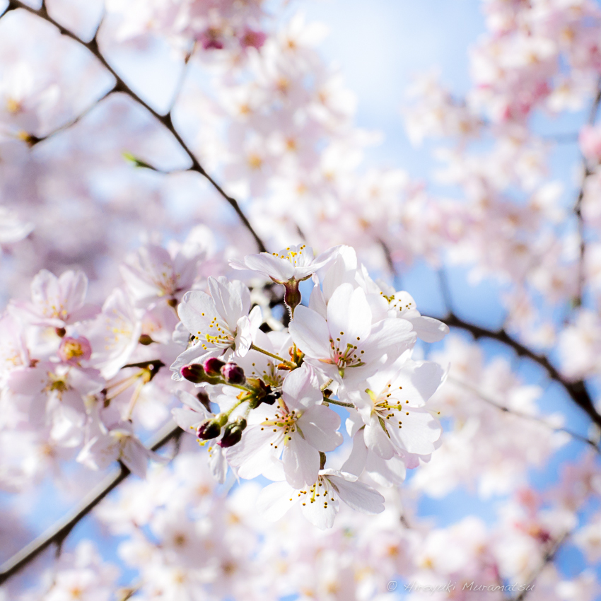 六義園の桜
