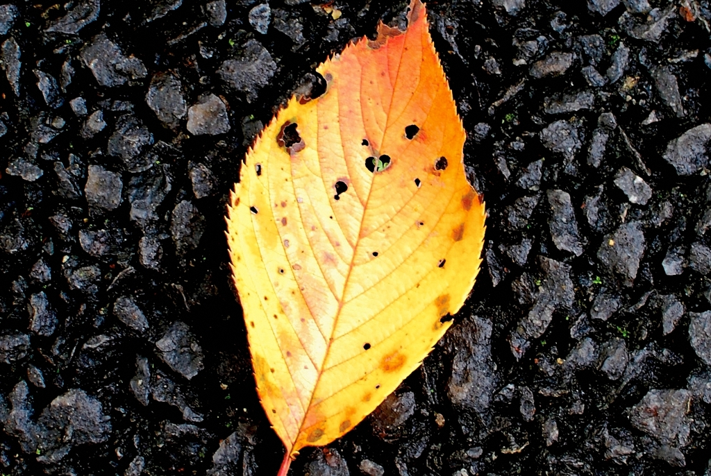 街の紅葉