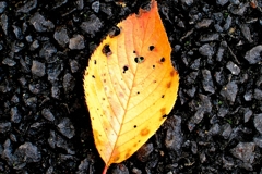 街の紅葉