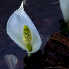 朝露の水芭蕉
