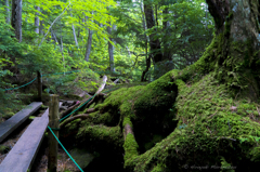 八ヶ岳・白駒
