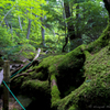 八ヶ岳・白駒